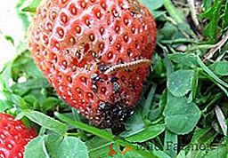 Moyens et méthodes de lutte contre les nuisibles de la fraise