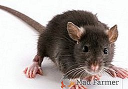 Засоби від мишей на дачі, як боротися зі шкідником