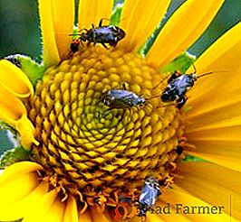 Škůdci slunečnice: popis, fotky, metody boje