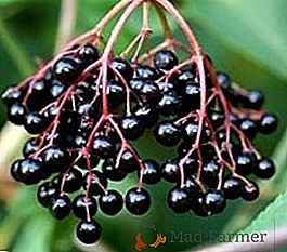 Saditev in oskrba črne elderberry