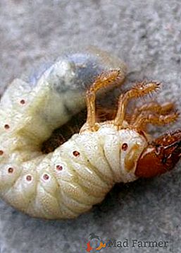 Rozdiel medzi larvami medveďa a chrobáka