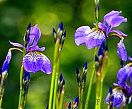 Glavne bolezni in škodljivci irisov, kako se jih znebiti