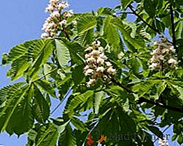Árbol de castaño: reglas para plantar y cuidar