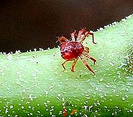 Types de tiques d'araignée avec description et photo