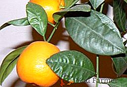 Kaj so škodljivci mandarine