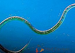 Variedades de nematodos y métodos de control de plagas