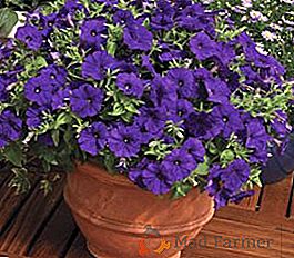 Come propagare la petunia: semi, talee