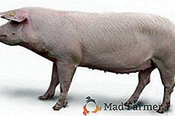 Все про розведення свиней породи ландрас