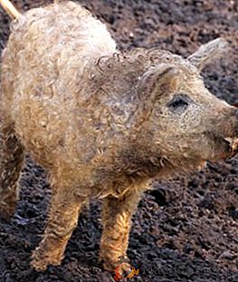 Características de los cerdos reproductores de la raza mangalitsa húngara