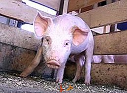 Карактеристике држања свиња на дубокој легли