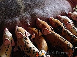 Hranjenje svinja za sisanje: osnovna načela i pravila