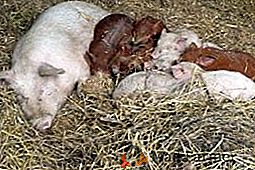 Колко правилно да се организира храненето на бременни свине майки?