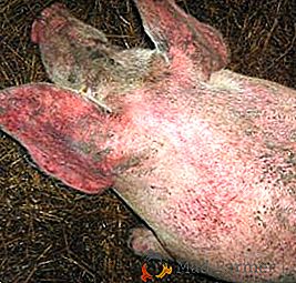 Cerdos en cerdos: descripción, síntomas y tratamiento de la enfermedad