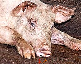 Лікування пастерельозу у свиней