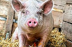 Шта је цистикероза свиња