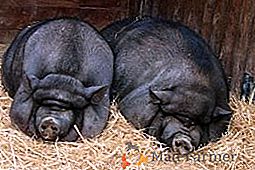 Cría de cerdos vietnamitas