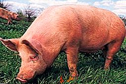 Kako koristiti gnoj za svinje za oplodnju vrta
