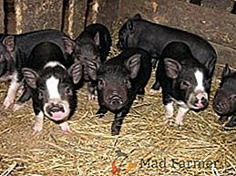 Maso-mastné prasata: popis charakteristik Mirgorodskaya plemene