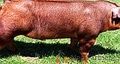 Cechy świń Duroc: sprawiamy, że hodowla świń jest prosta i zrozumiała