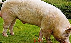 Cerdo grande blanco - el ancestro de todas las razas