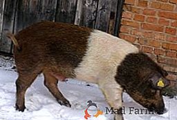 Червоно поясна порода свиней