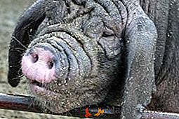 Вијетнамске свиње