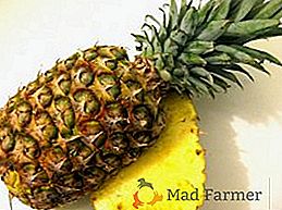 Ananas metode de reproducere, cum să planteze ananas într-o cameră