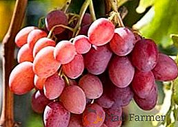 Raisins roses: descriptions de variétés populaires, conseils pour les soins et la plantation
