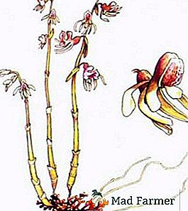 Chinchilla sans feuilles: une plante du livre rouge