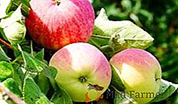 Jak pěstovat jablka "Melbou" ve vaší zahradě