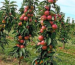 Как да отглеждате колона ябълка в градината си