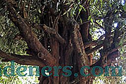 Bockout - okrogla okrasna rastlina