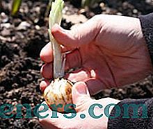 Gladiolus žarulja: tajne bujnog cvjetanja