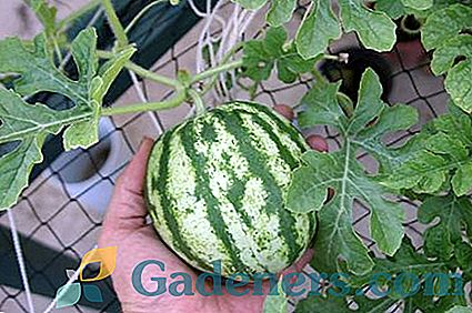 Technológia pestovania vodných melónov a ďalších populárnych plodín
