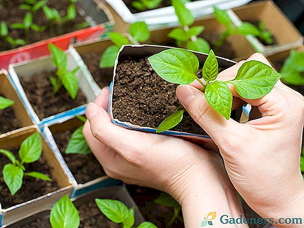 Glavne napake pri rasti sadik in kako jih odpraviti