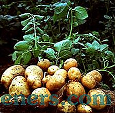 За бележката към градинарите: какво може да бъде засадено след картофи и с него