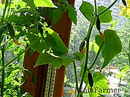 Conosciamo i migliori gradi di cetrioli per un balcone