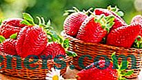 Увеличете добива на ягоди в дома градинарство