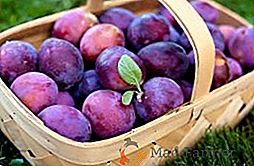 Soiuri populare de prune maghiară