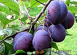 Qu'est-ce qu'une prune hongroise et comment la cultiver sur votre site