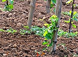 Aprendendo a plantar uvas com estacas no outono