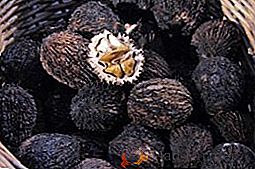 Černý ořech: vše, co potřebujete vědět o pěstování stromu