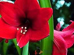 Amaryllis: caractéristiques des soins des fleurs à la maison