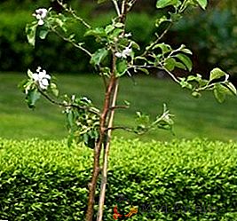 Najlepšie tipy na pestovanie sadenice jabĺk na jeseň