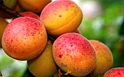 Conseils pour la plantation d'automne des abricots