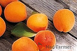 Pěstování meruňky na jaře: nejlepší rady