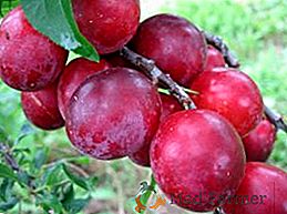 Cultivo de cometa Kuban de ciruela de cereza: características distintivas de la variedad, plantación y cuidado