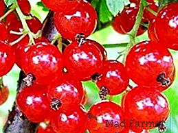Ribes rosso Caratteristiche di impianto e cura