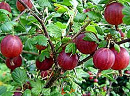 Caratteristiche di piantare e prendersi cura di uva spina nel tuo giardino