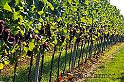 Самые лучшие советы по посадке винограда осенью и весной